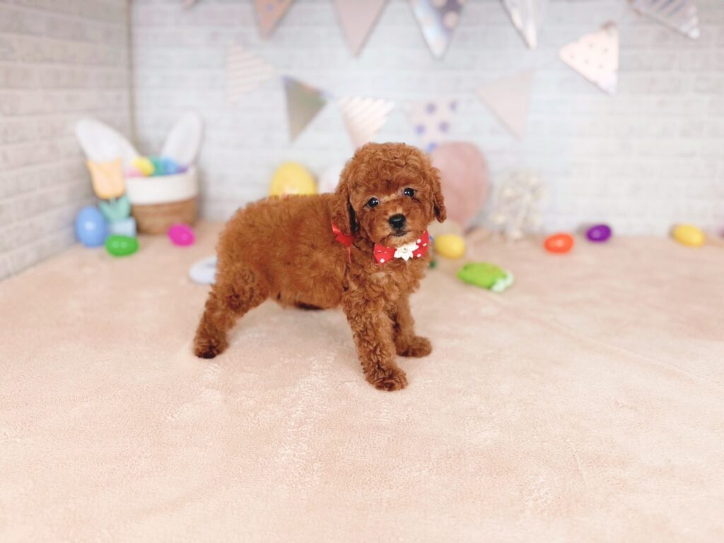 北海道のトイプードル(トイ) (ペットショップだんぼ/2026年4月30日生まれ/女の子/レッド)の子犬の3枚目の画像