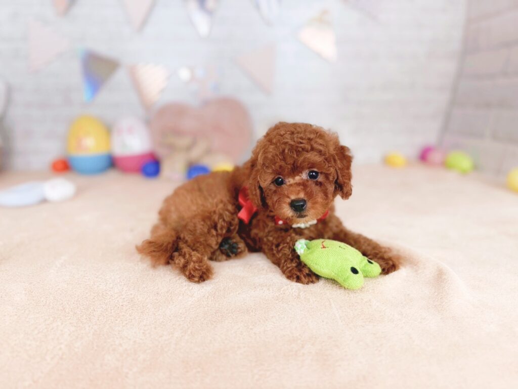 北海道のトイプードル(トイ) (ペットショップだんぼ/2026年4月30日生まれ/女の子/レッド)の子犬の4枚目の画像