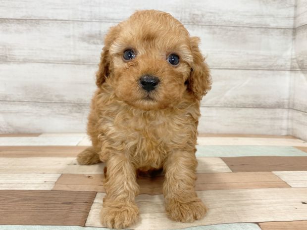 新潟県のトイプードル(トイ) (竹内ペット 新津本店/2026年1月3日生まれ/男の子/レッド)の子犬の1枚目の画像