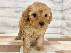 新潟県のトイプードル(トイ) (竹内ペット 新津本店/2026年1月3日生まれ/男の子/レッド)の子犬の2枚目の画像