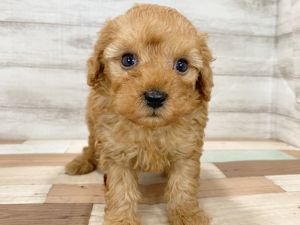 新潟県のトイプードル(トイ) (竹内ペット 新津本店/2026年1月3日生まれ/男の子/レッド)の子犬の3枚目の画像