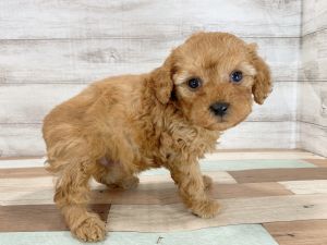 新潟県のトイプードル(トイ) (竹内ペット 新津本店/2026年1月3日生まれ/男の子/レッド)の子犬の4枚目の画像