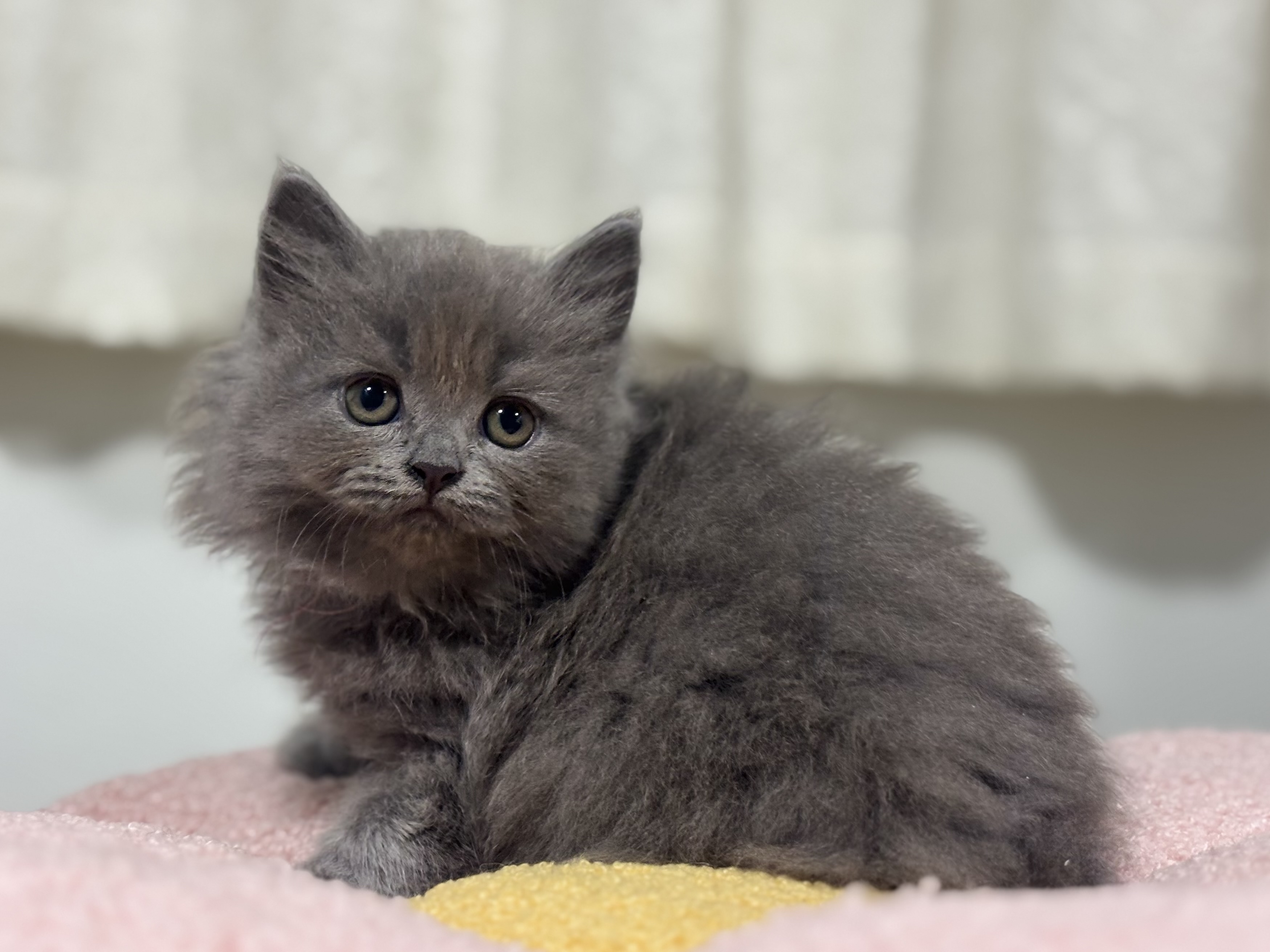神奈川県のブリティッシュロングヘアー (Doggy Style 小田原店/2026年6月30日生まれ/男の子/ブルー)の子猫の3枚目の画像