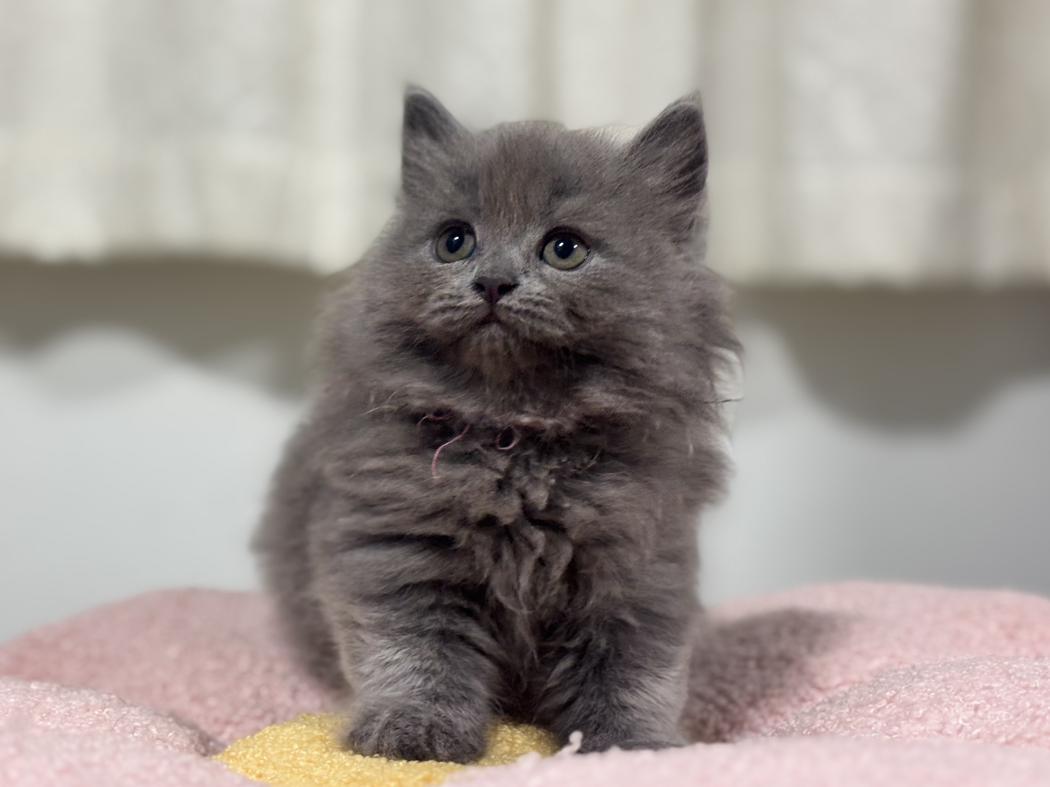 神奈川県のブリティッシュロングヘアー (Doggy Style 小田原店/2026年6月30日生まれ/男の子/ブルー)の子猫の4枚目の画像