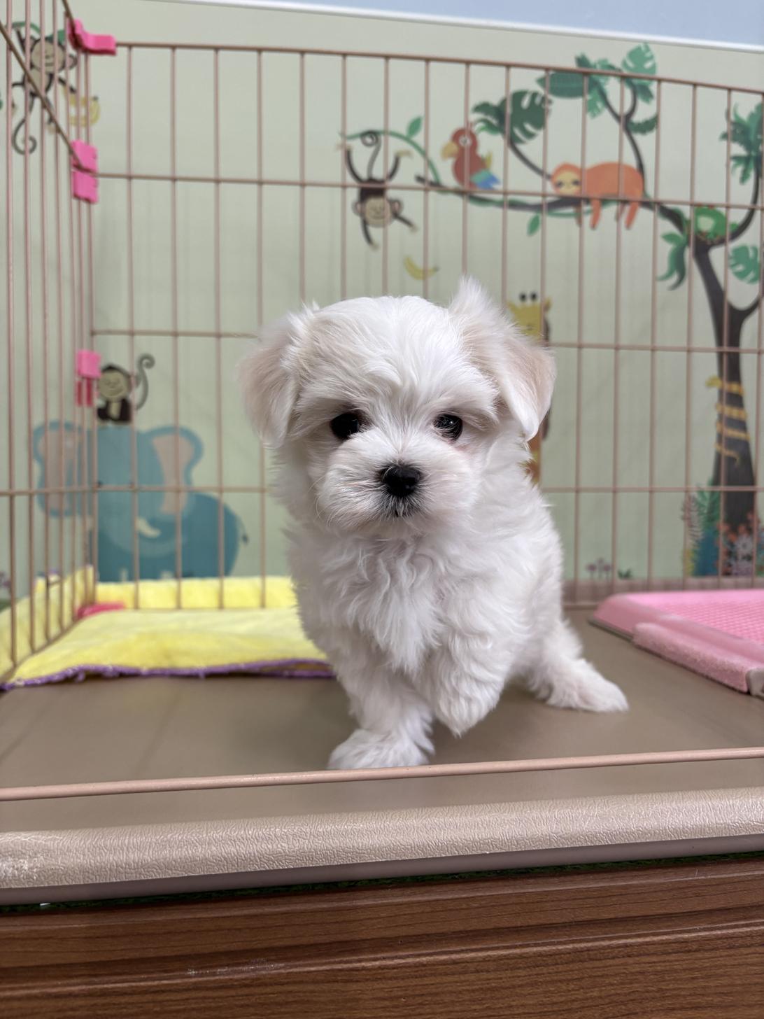 愛知県のマルチーズ (子いぬの足あと/2026年2月11日生まれ/男の子/ホワイト)の子犬