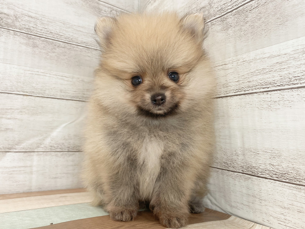 新潟県のポメラニアン (竹内ペット 新津本店/2025年8月3日生まれ/男の子/オレンジ)の子犬の1枚目の画像