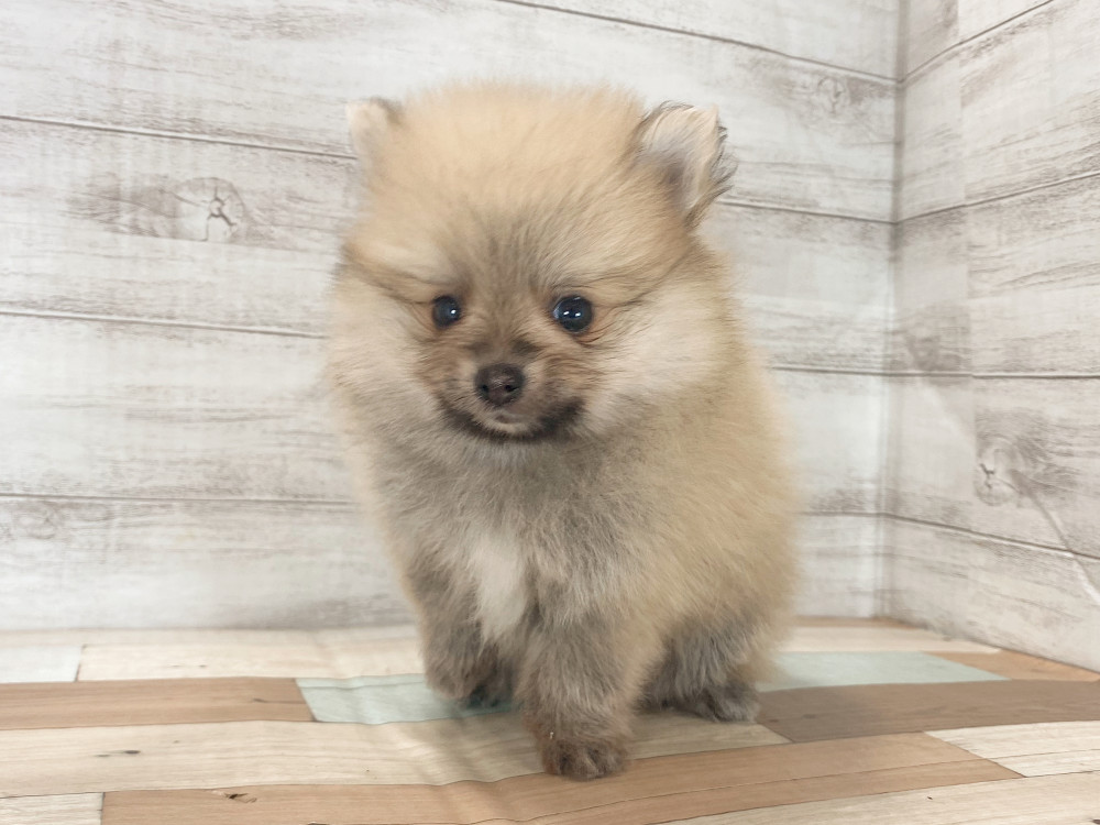新潟県のポメラニアン (竹内ペット 新津本店/2025年8月3日生まれ/男の子/オレンジ)の子犬の2枚目の画像