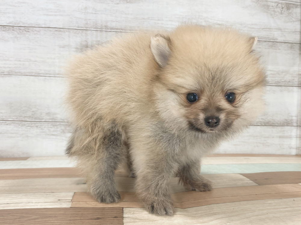 新潟県のポメラニアン (竹内ペット 新津本店/2025年8月3日生まれ/男の子/オレンジ)の子犬の3枚目の画像