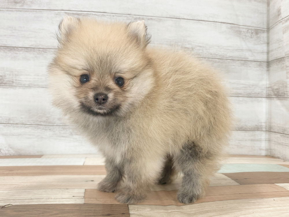 新潟県のポメラニアン (竹内ペット 新津本店/2025年8月3日生まれ/男の子/オレンジ)の子犬の4枚目の画像