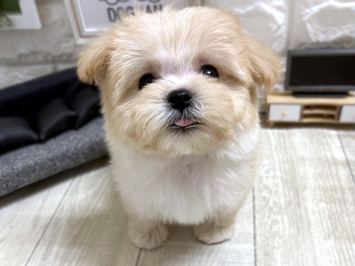 大阪府のマルプー(マルチーズ×プードル) (DOGMAN平野瓜破店/2025年12月21日生まれ/女の子/クリーム)の子犬の1枚目の画像