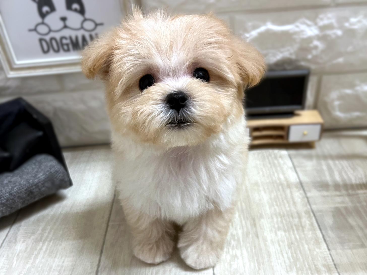 大阪府のマルプー(マルチーズ×プードル) (DOGMAN平野瓜破店/2025年12月21日生まれ/女の子/クリーム)の子犬の2枚目の画像
