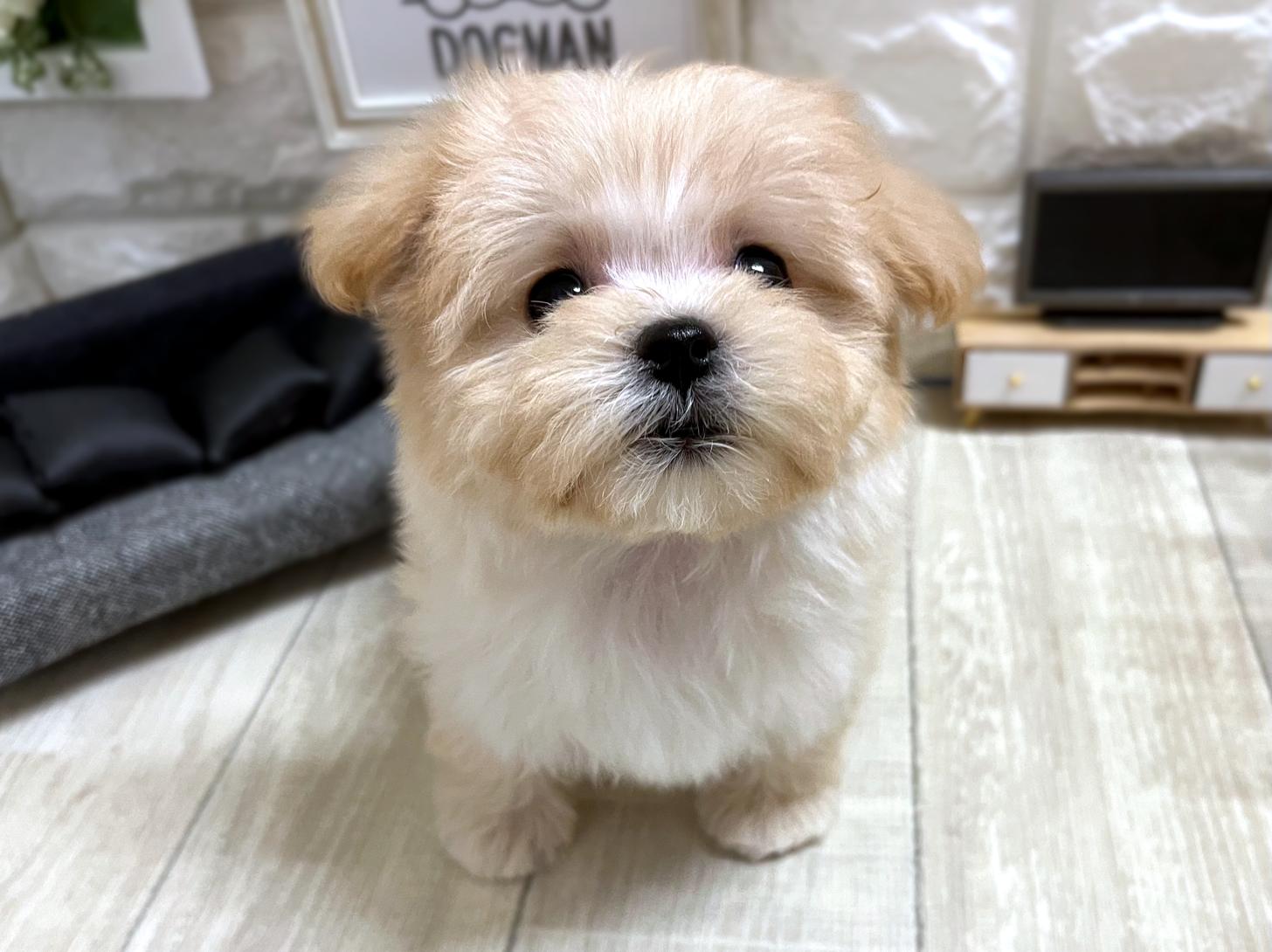 大阪府のマルプー(マルチーズ×プードル) (DOGMAN平野瓜破店/2025年12月21日生まれ/女の子/クリーム)の子犬の3枚目の画像