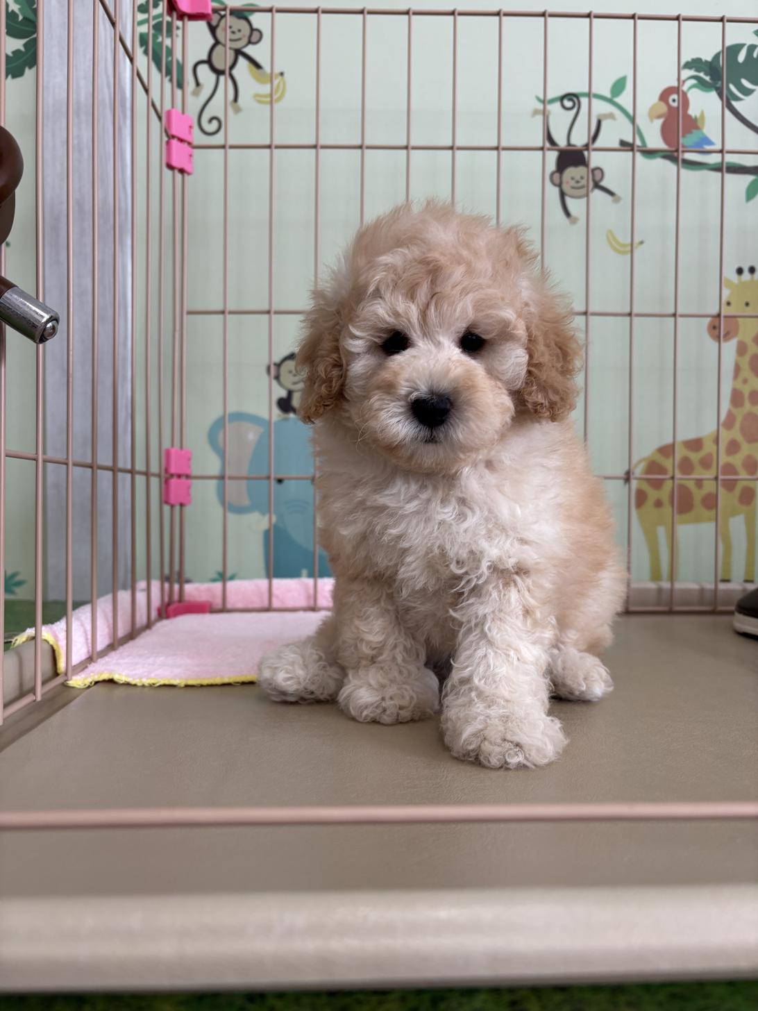 愛知県のトイプードル(タイニー) (子いぬの足あと/2026年2月14日生まれ/男の子/クリーム)の子犬