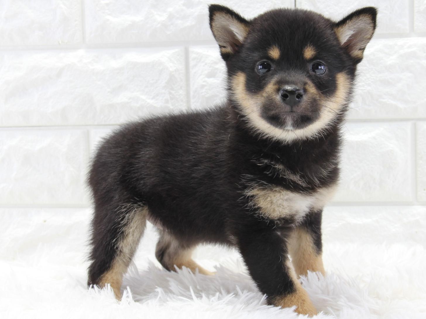 愛知県の豆柴 (猫福家 名古屋南店/2026年1月7日生まれ/女の子/黒)の子犬の1枚目の画像