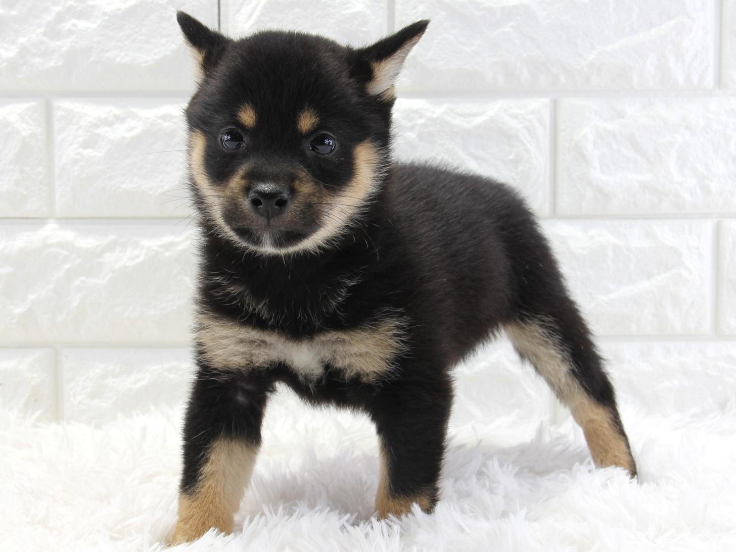 愛知県の豆柴 (猫福家 名古屋南店/2026年1月7日生まれ/女の子/黒)の子犬の2枚目の画像