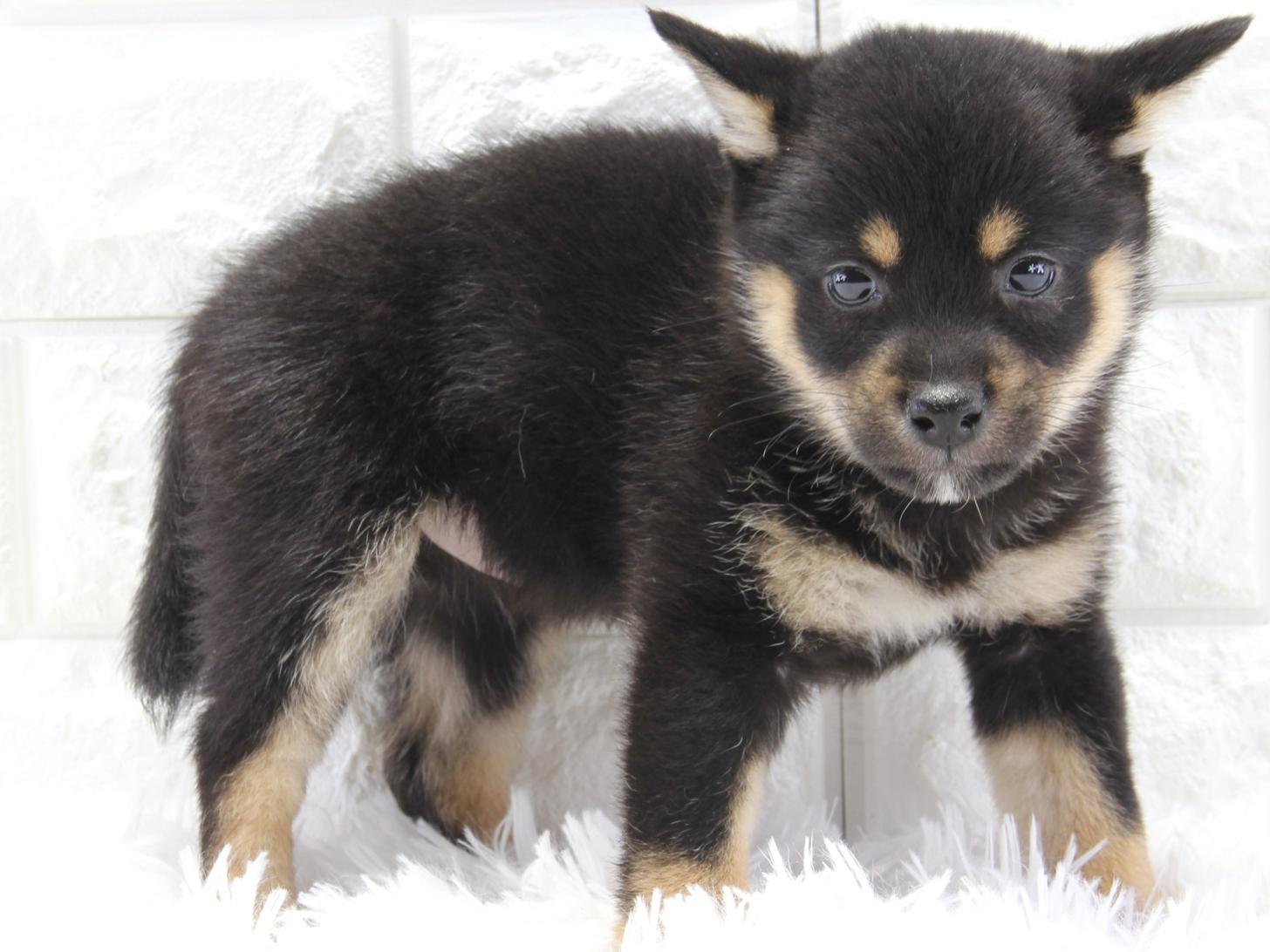 愛知県の豆柴 (猫福家 名古屋南店/2026年1月7日生まれ/女の子/黒)の子犬の3枚目の画像