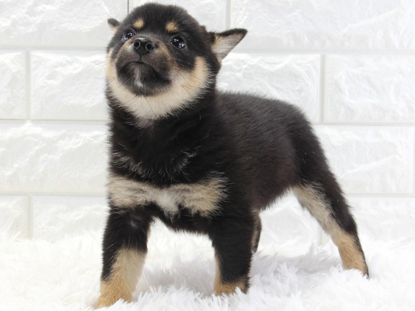 愛知県の豆柴 (猫福家 名古屋南店/2026年1月7日生まれ/女の子/黒)の子犬の4枚目の画像