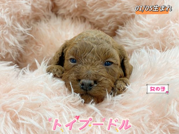 新潟県のトイプードル(トイ) (竹内ペット 新津本店/2026年1月5日生まれ/女の子/レッド)の子犬
