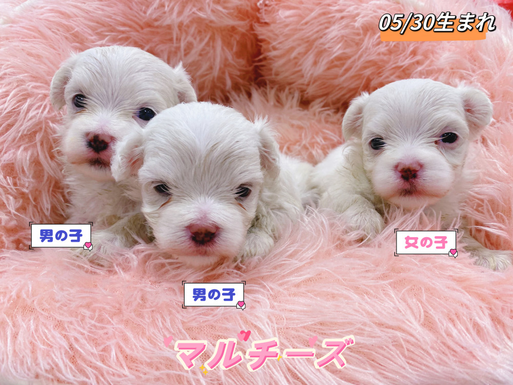 新潟県のマルチーズ (竹内ペット 新津本店/2026年5月30日生まれ/男の子/その他色)の子犬の1枚目の画像