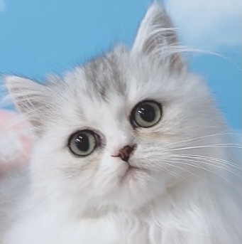 千葉県のラガマフィン (Breeder & Petsalon MAU/2023年10月12日生まれ/女の子/チンチラシルバー)の子猫