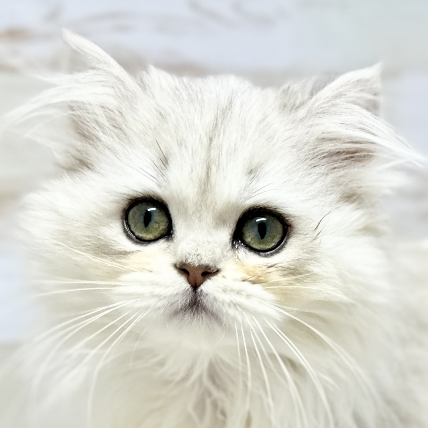神奈川県のペルシャ (にゃんこハウスPAW/2024年2月17日生まれ/女の子/チンチラシルバー)の子猫