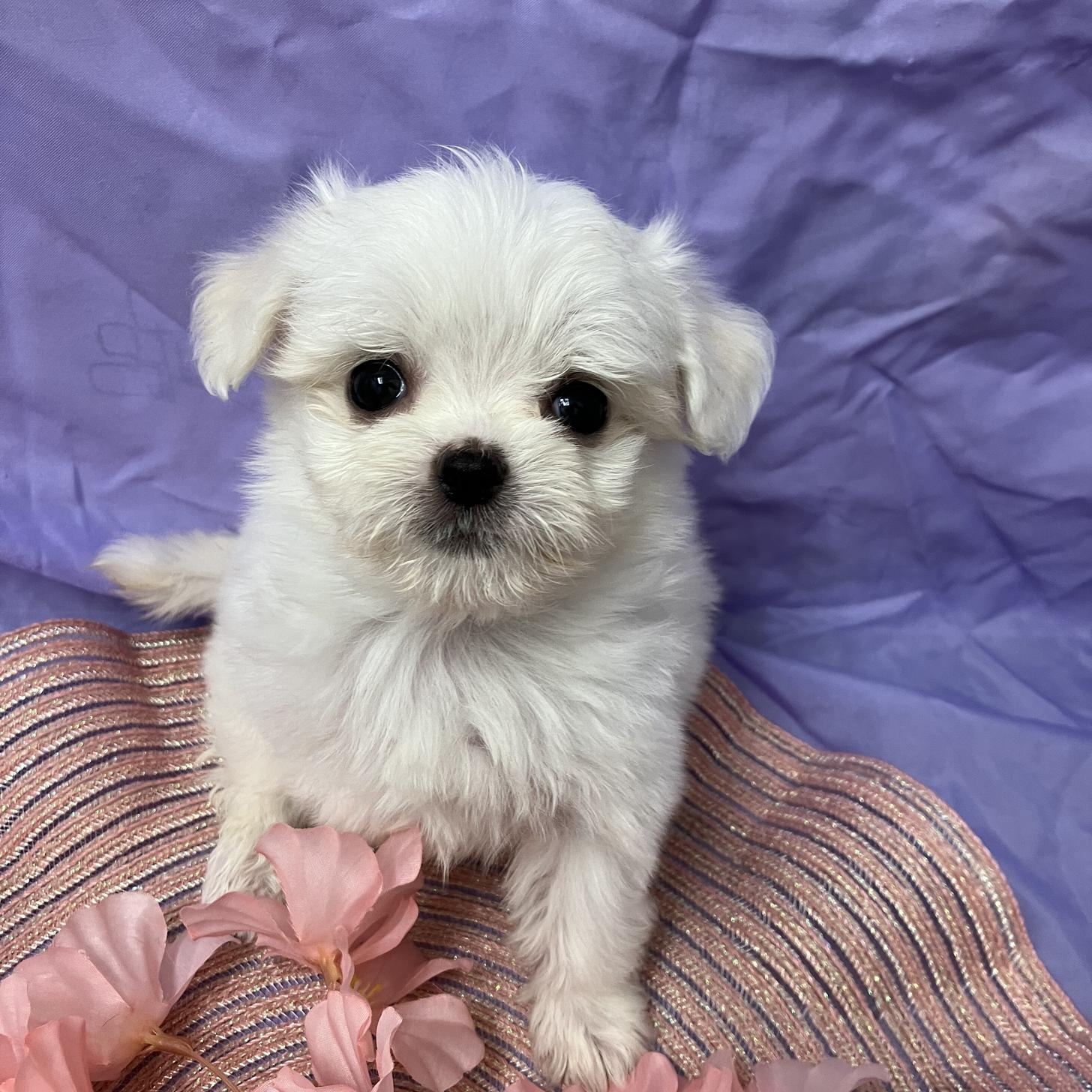 兵庫県のチワマル/マルチワ(チワワ×マルチーズ) (フクエイペット/2026年2月8日生まれ/女の子/ホワイトクリーム)の子犬