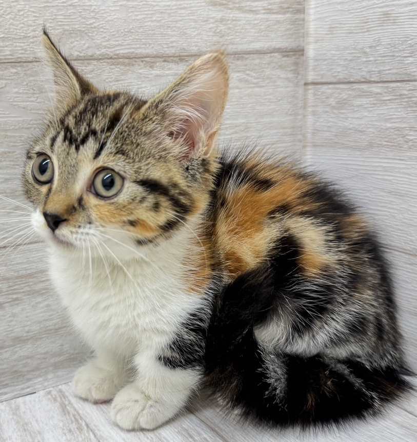 東京都のマンチカン (ペピカファミリー水元店/2025年5月30日生まれ/女の子/キャリコ)の子猫の4枚目の画像
