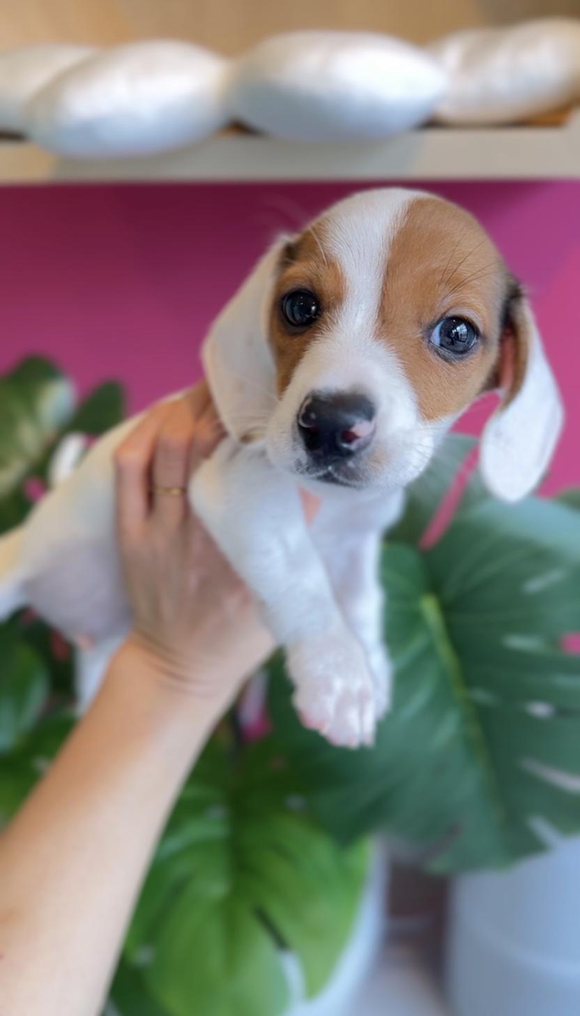 埼玉県のミニチュアダックスフンド(スムース) (PET SHOP Tiny tales/2025年11月22日生まれ/男の子/レッドパイボールド)の子犬の1枚目の画像