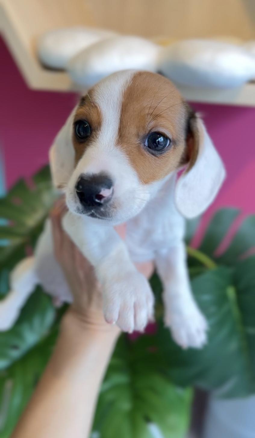 埼玉県のミニチュアダックスフンド(スムース) (PET SHOP Tiny tales/2025年11月22日生まれ/男の子/レッドパイボールド)の子犬の2枚目の画像