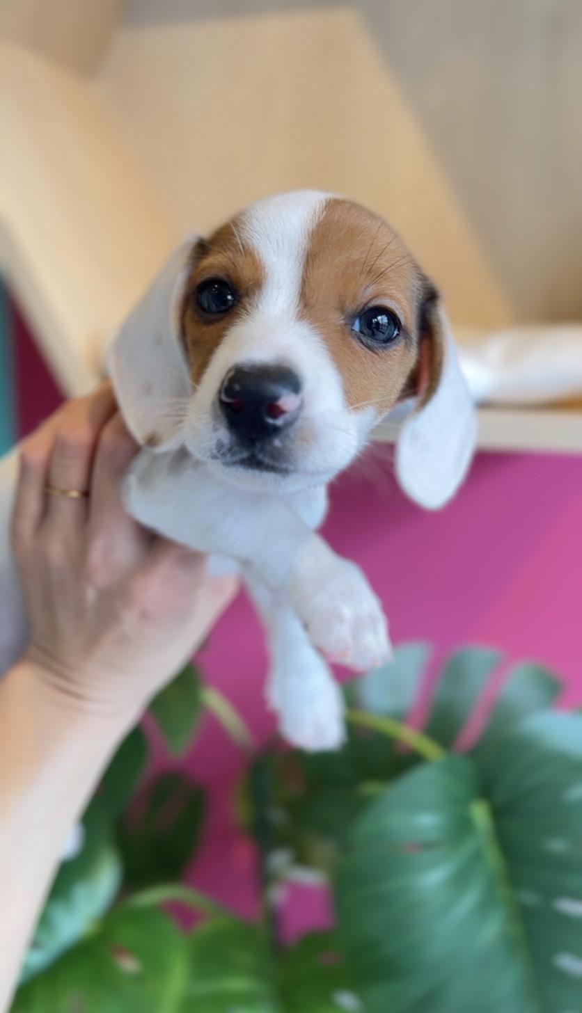 埼玉県のミニチュアダックスフンド(スムース) (PET SHOP Tiny tales/2025年11月22日生まれ/男の子/レッドパイボールド)の子犬の3枚目の画像