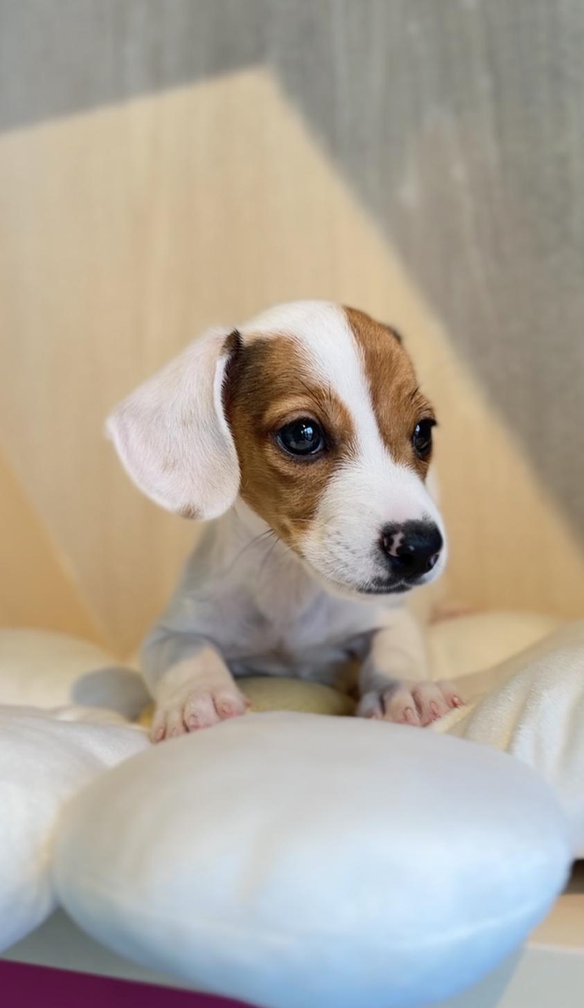 埼玉県のミニチュアダックスフンド(スムース) (PET SHOP Tiny tales/2025年11月22日生まれ/男の子/レッドパイボールド)の子犬の4枚目の画像