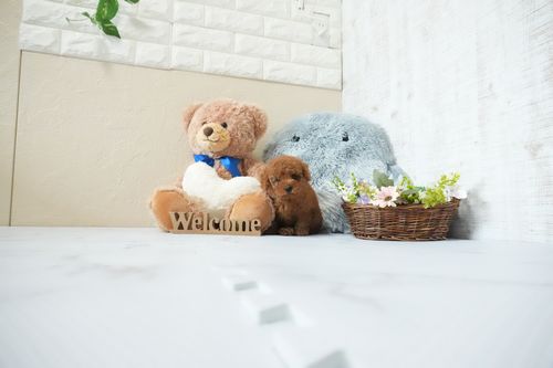 滋賀県のトイプードル(トイ) (いっぷく湖南店/2026年5月17日生まれ/男の子/レッドフォーン)の子犬の1枚目の画像
