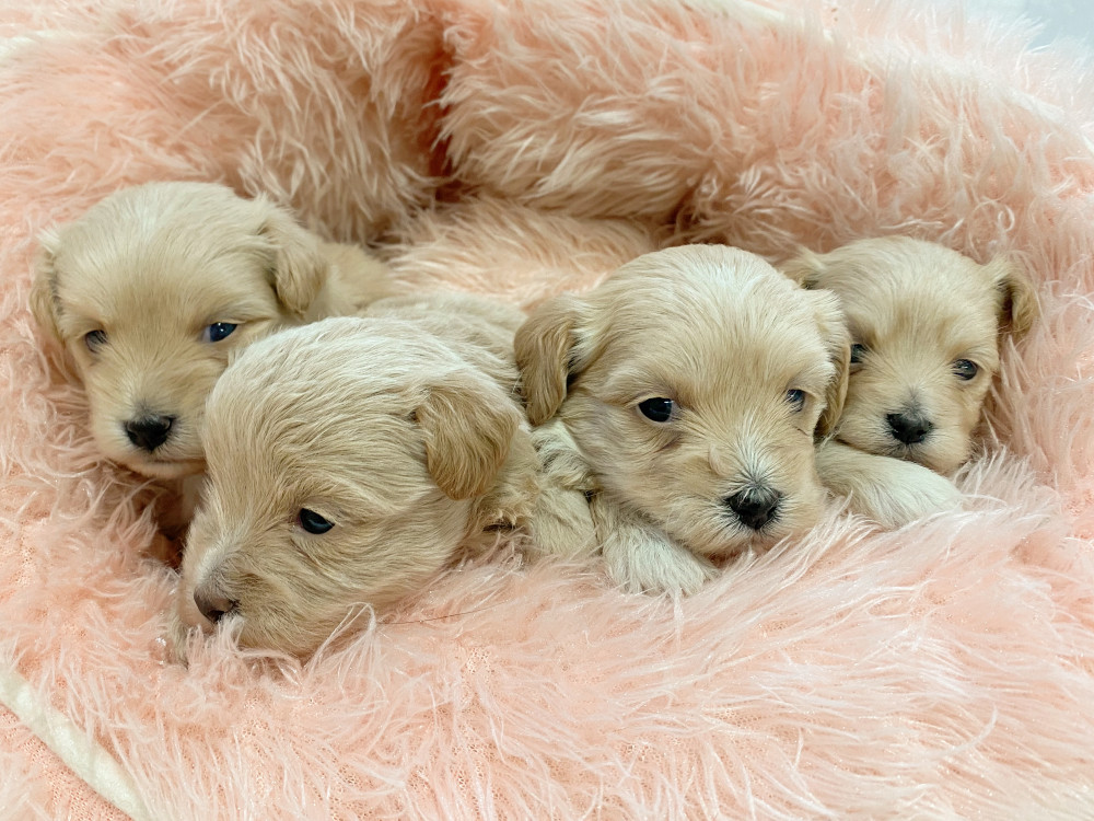 新潟県のミックス　　 マルチーズ×トイプードル (竹内ペット 新津本店/2025年11月17日生まれ/男の子/その他色)の子犬の2枚目の画像