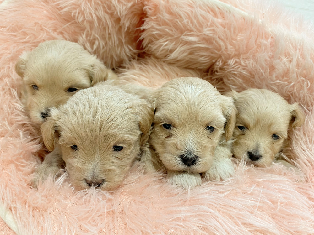 新潟県のミックス　　 マルチーズ×トイプードル (竹内ペット 新津本店/2025年11月17日生まれ/男の子/その他色)の子犬の3枚目の画像