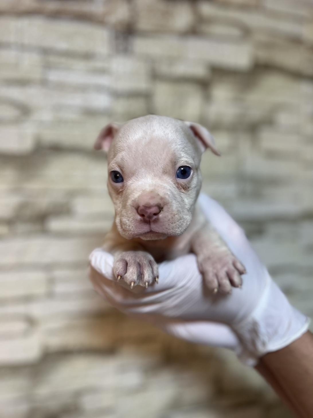 埼玉県のエキゾチックブリー (ペッツスマイル加須インター店/2025年9月18日生まれ/男の子/ホワイト)の子犬