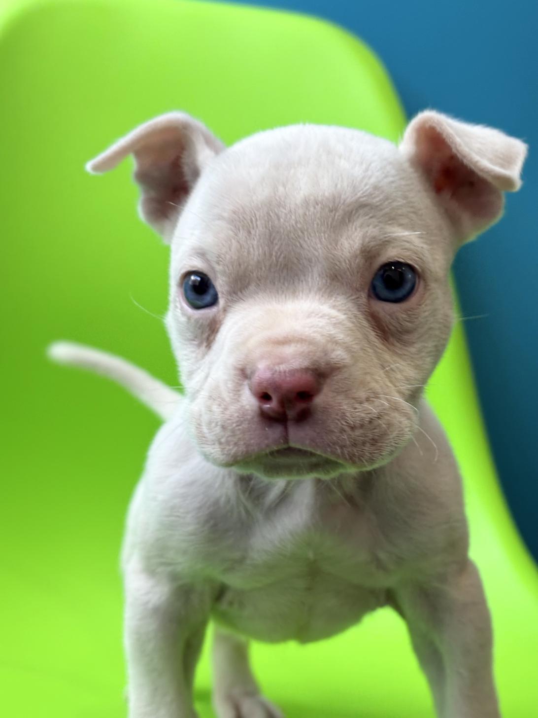 埼玉県のエキゾチックブリー (ペッツスマイル加須インター店/2025年9月18日生まれ/男の子/ホワイト)の子犬の1枚目の画像