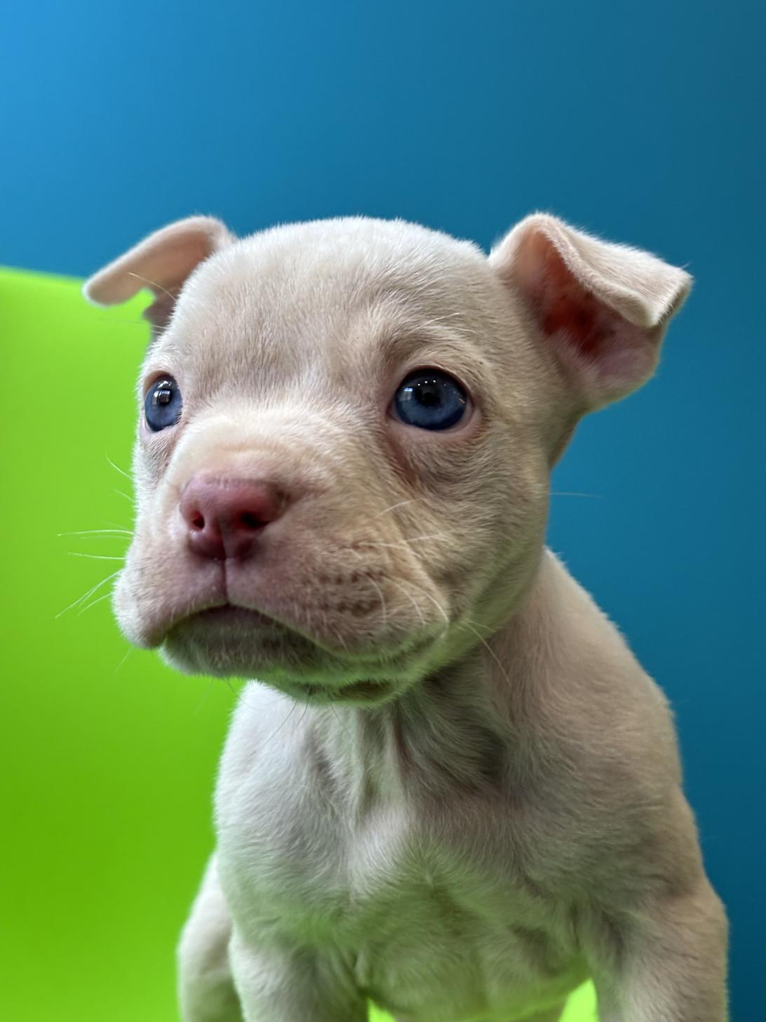 埼玉県のエキゾチックブリー (ペッツスマイル加須インター店/2025年9月18日生まれ/男の子/ホワイト)の子犬の2枚目の画像