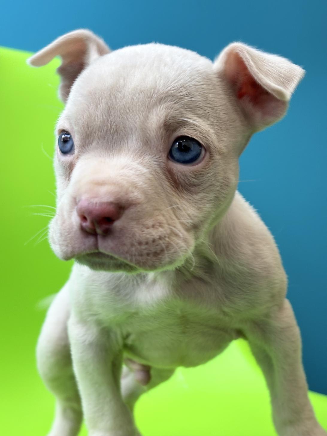 埼玉県のエキゾチックブリー (ペッツスマイル加須インター店/2025年9月18日生まれ/男の子/ホワイト)の子犬の3枚目の画像