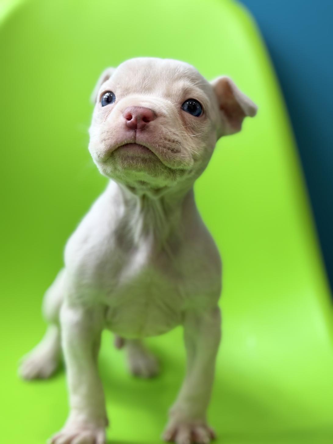 埼玉県のエキゾチックブリー (ペッツスマイル加須インター店/2025年9月18日生まれ/男の子/ホワイト)の子犬の4枚目の画像