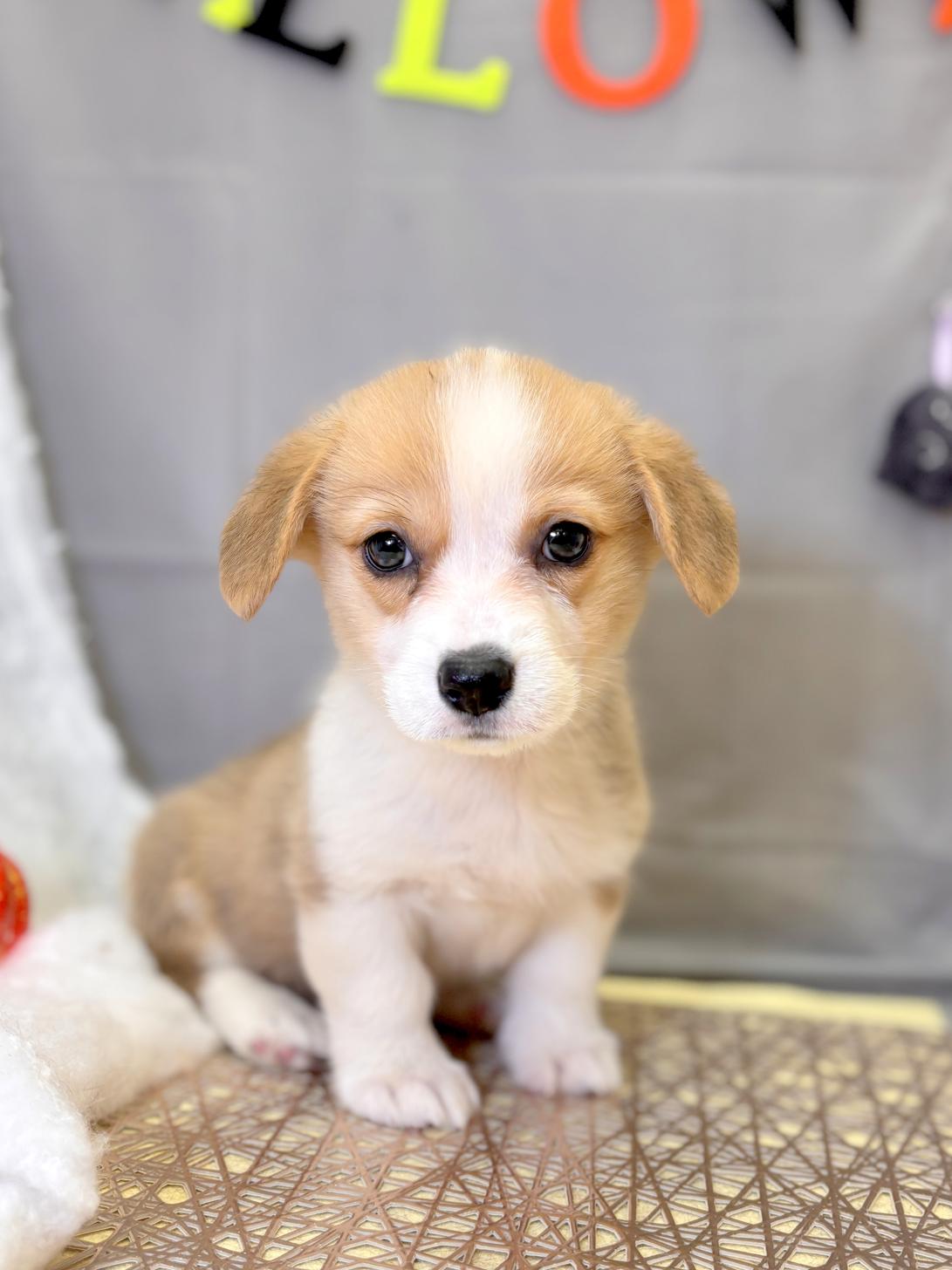 北海道のウェルシュコーギーペンブローク (ラブワンコ平岸店/2025年8月21日生まれ/男の子/レッドホワイト)の子犬