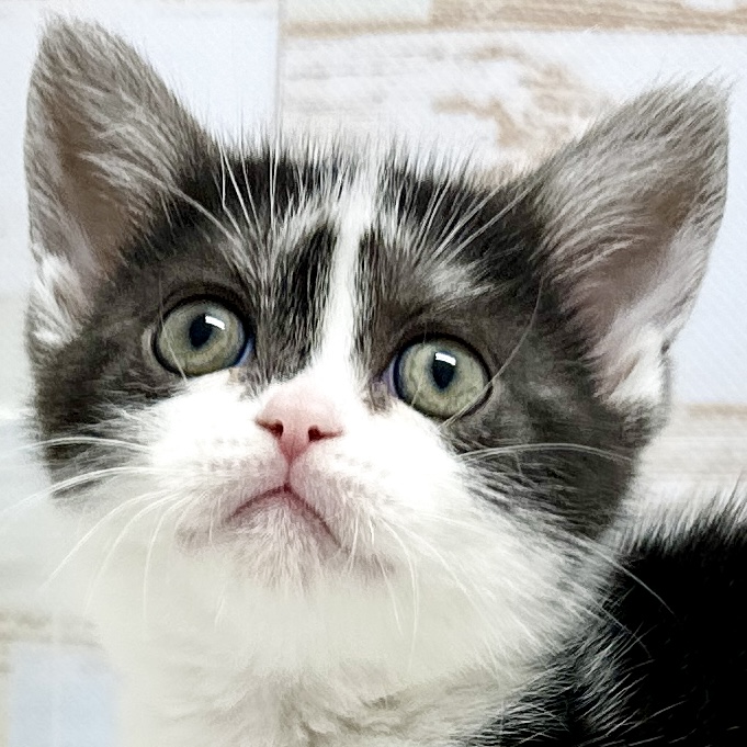 神奈川県のアメリカンショートヘアー (にゃんこハウスPAW/2024年5月5日生まれ/男の子/ブラックスモークホワイト)の子猫