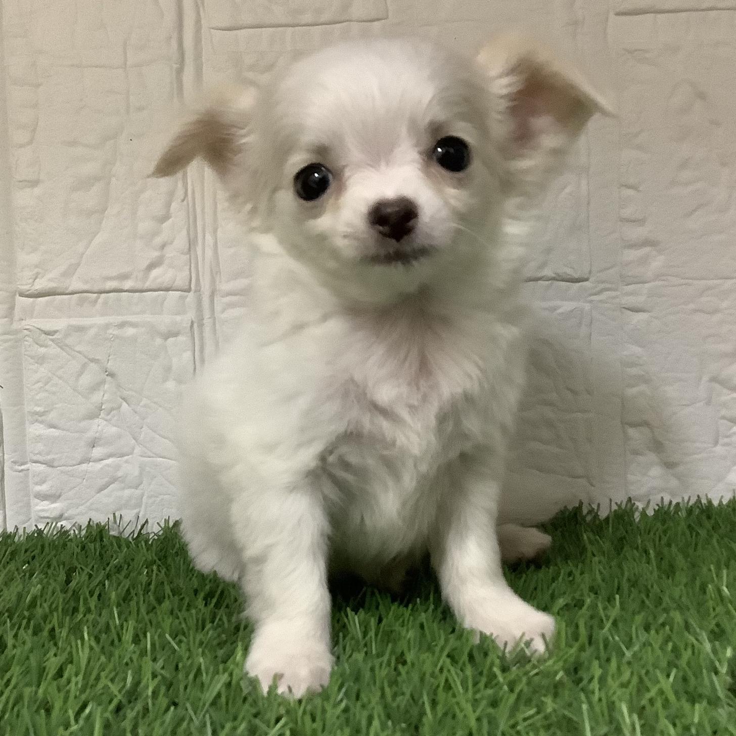 福岡県のチワワ(ロング) (ドッグズホーム旗崎店/2025年8月31日生まれ/女の子/ホワイトクリーム)の子犬