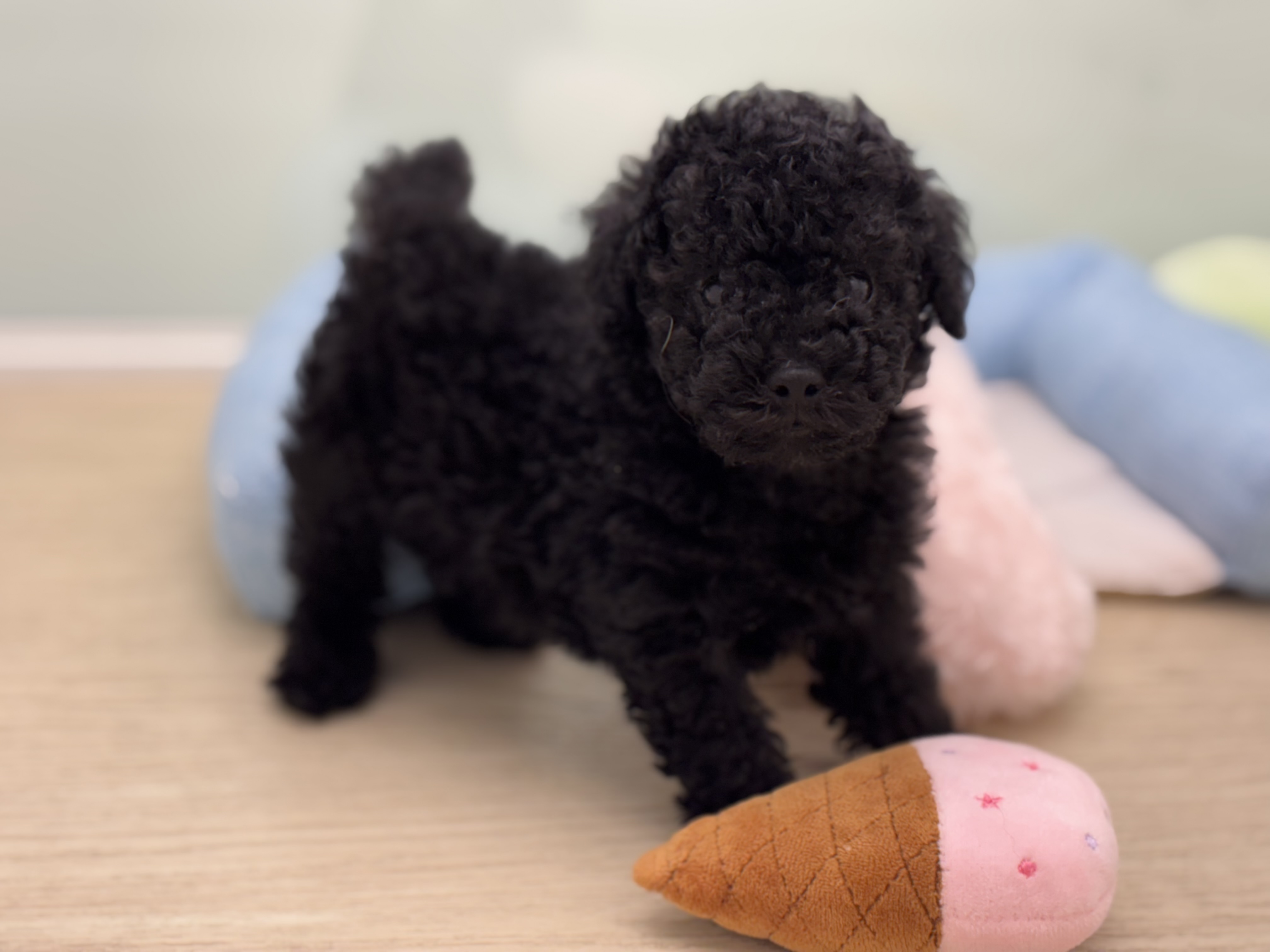 神奈川県のトイプードル(トイ) (Doggy Style 小田原店/2025年7月6日生まれ/男の子/ブラック)の子犬の1枚目の画像