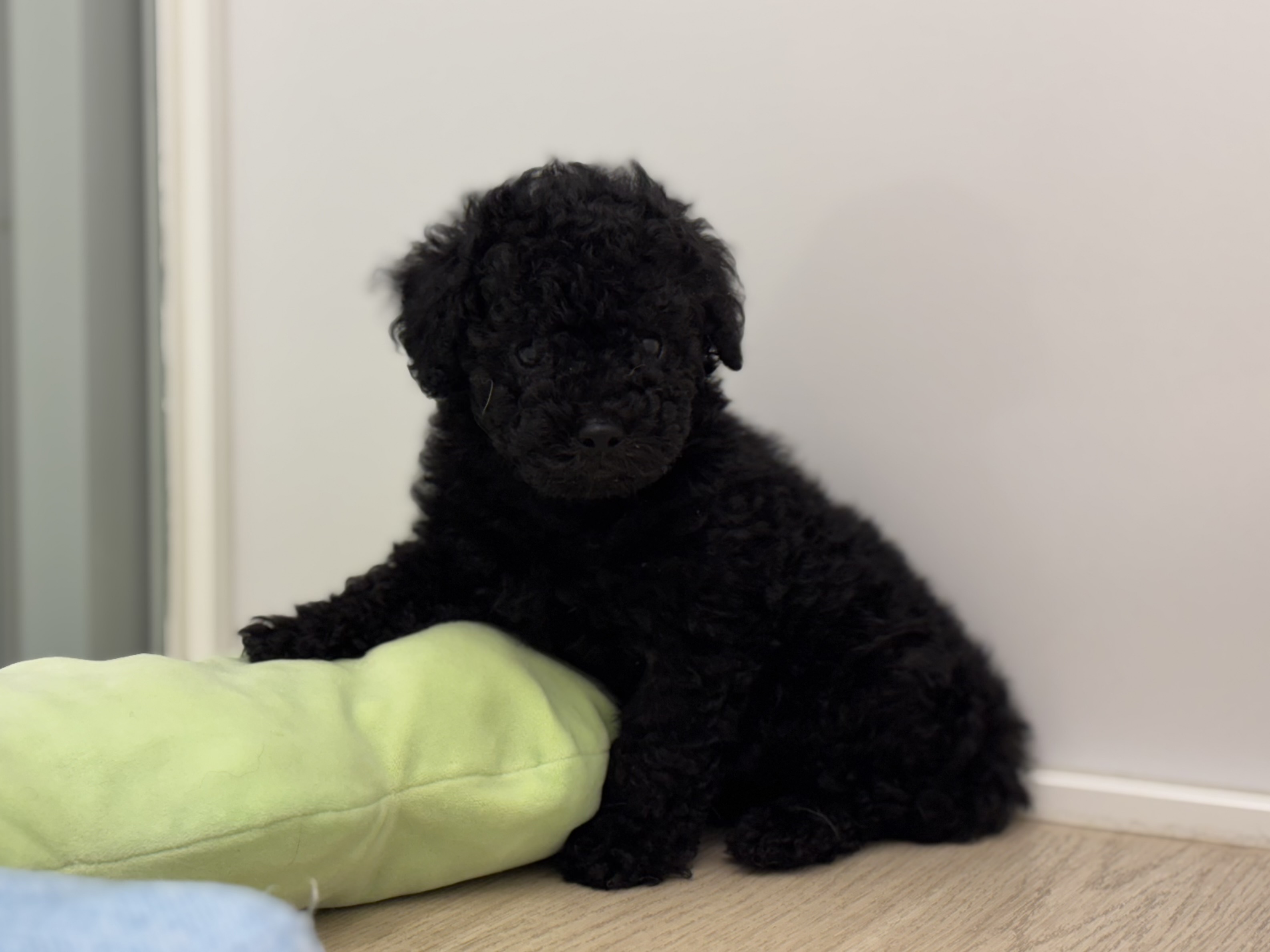 神奈川県のトイプードル(トイ) (Doggy Style 小田原店/2025年7月6日生まれ/男の子/ブラック)の子犬の2枚目の画像
