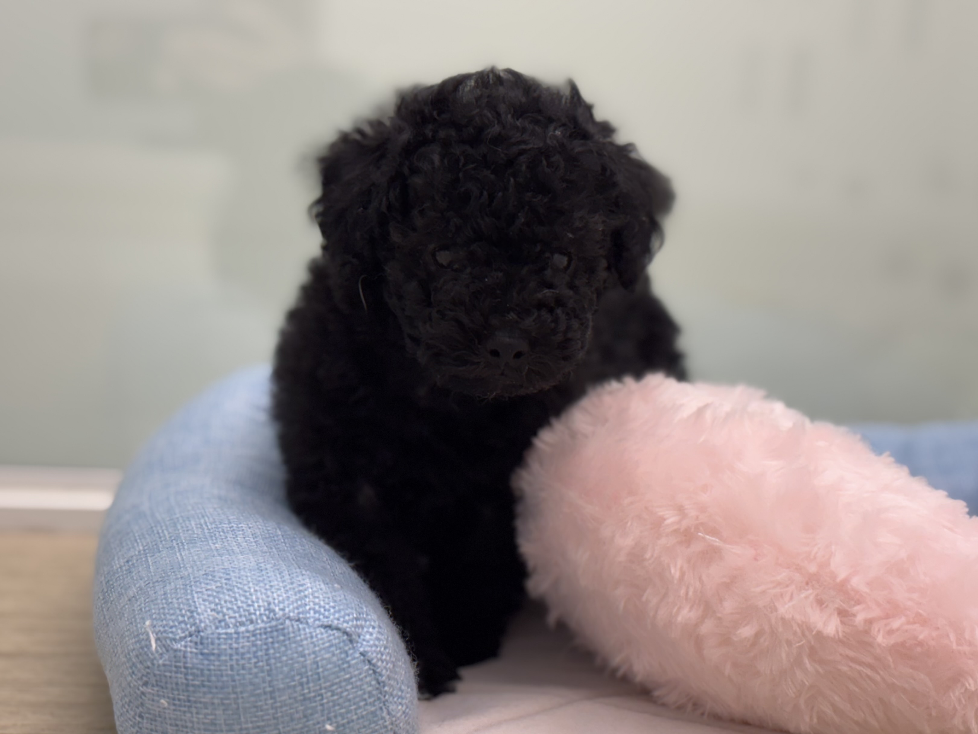 神奈川県のトイプードル(トイ) (Doggy Style 小田原店/2025年7月6日生まれ/男の子/ブラック)の子犬の3枚目の画像