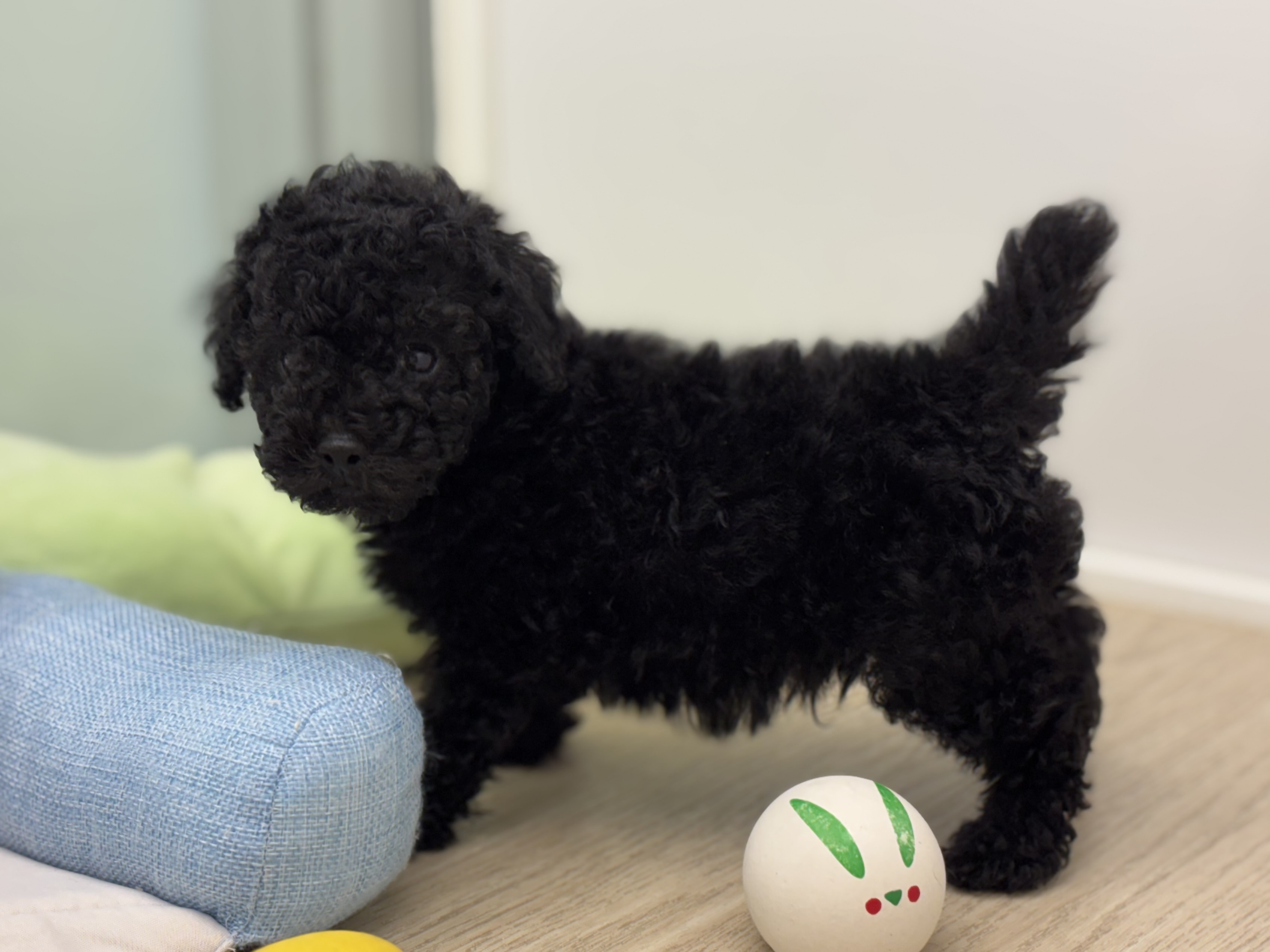 神奈川県のトイプードル(トイ) (Doggy Style 小田原店/2025年7月6日生まれ/男の子/ブラック)の子犬の4枚目の画像