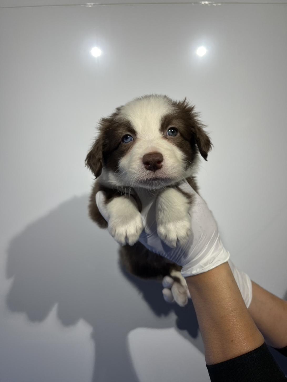 埼玉県のボーダーコリー (ペッツスマイル加須インター店/2026年1月11日生まれ/女の子/チョコレートホワイト)の子犬の1枚目の画像