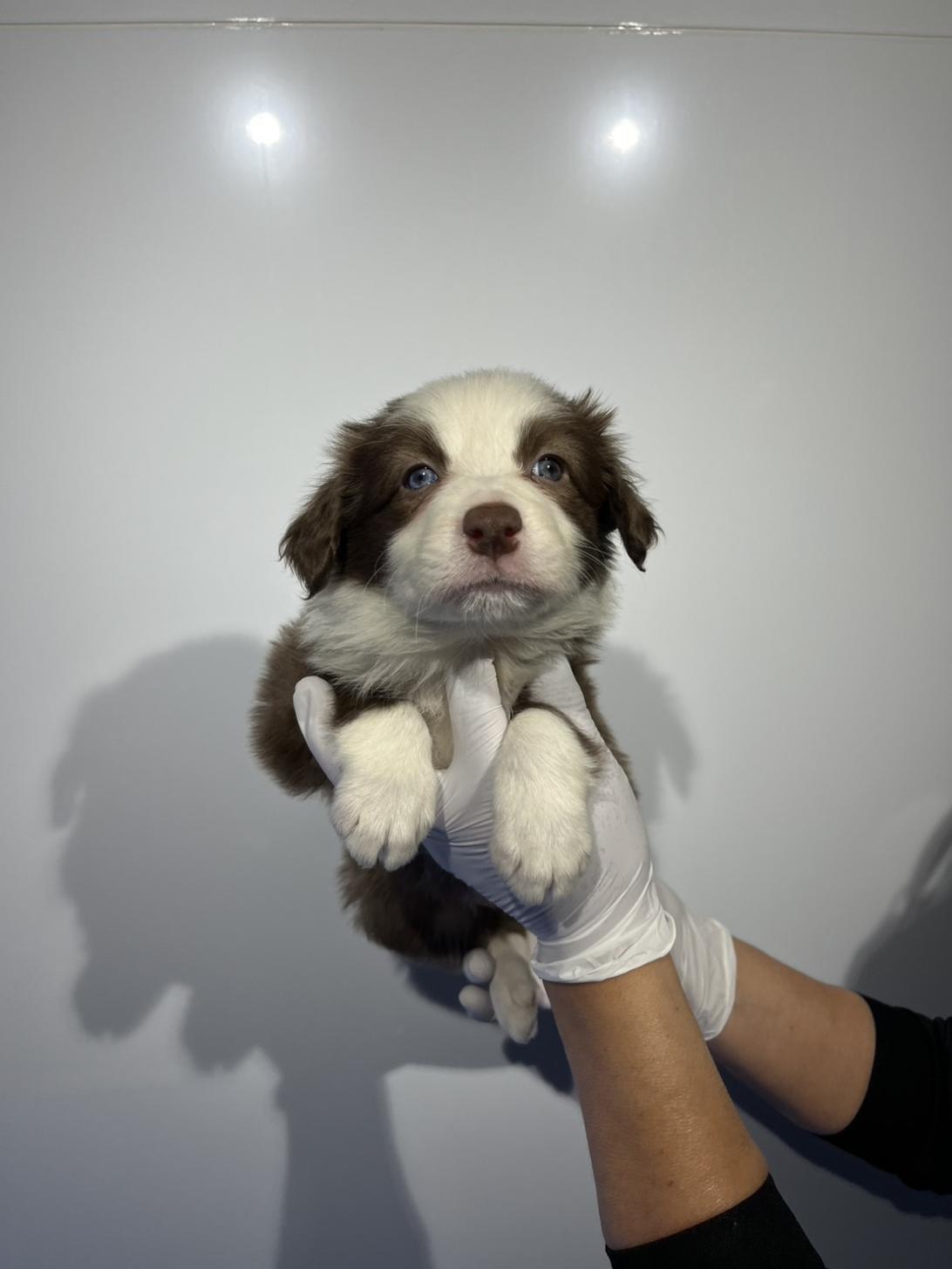 埼玉県のボーダーコリー (ペッツスマイル加須インター店/2026年1月11日生まれ/女の子/チョコレートホワイト)の子犬の2枚目の画像