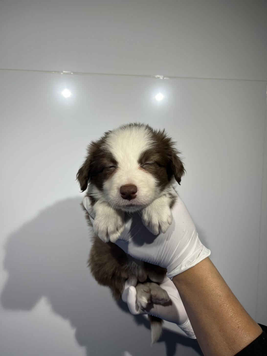 埼玉県のボーダーコリー (ペッツスマイル加須インター店/2026年1月11日生まれ/女の子/チョコレートホワイト)の子犬の3枚目の画像