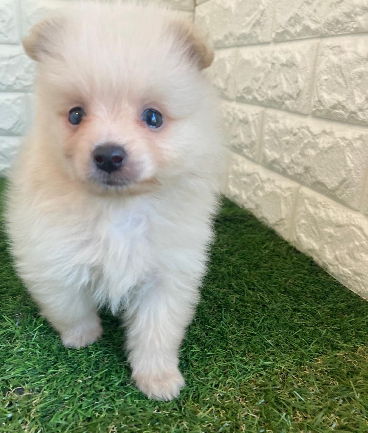 東京都のポメラニアン (ペットショップcoco東京港区店/2025年9月2日生まれ/男の子/クリーム)の子犬